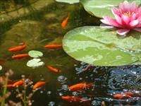 Goldfische im Gartenteich
