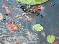 Bildunterschrift f�r Bild 3